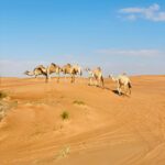desert safari dubai
